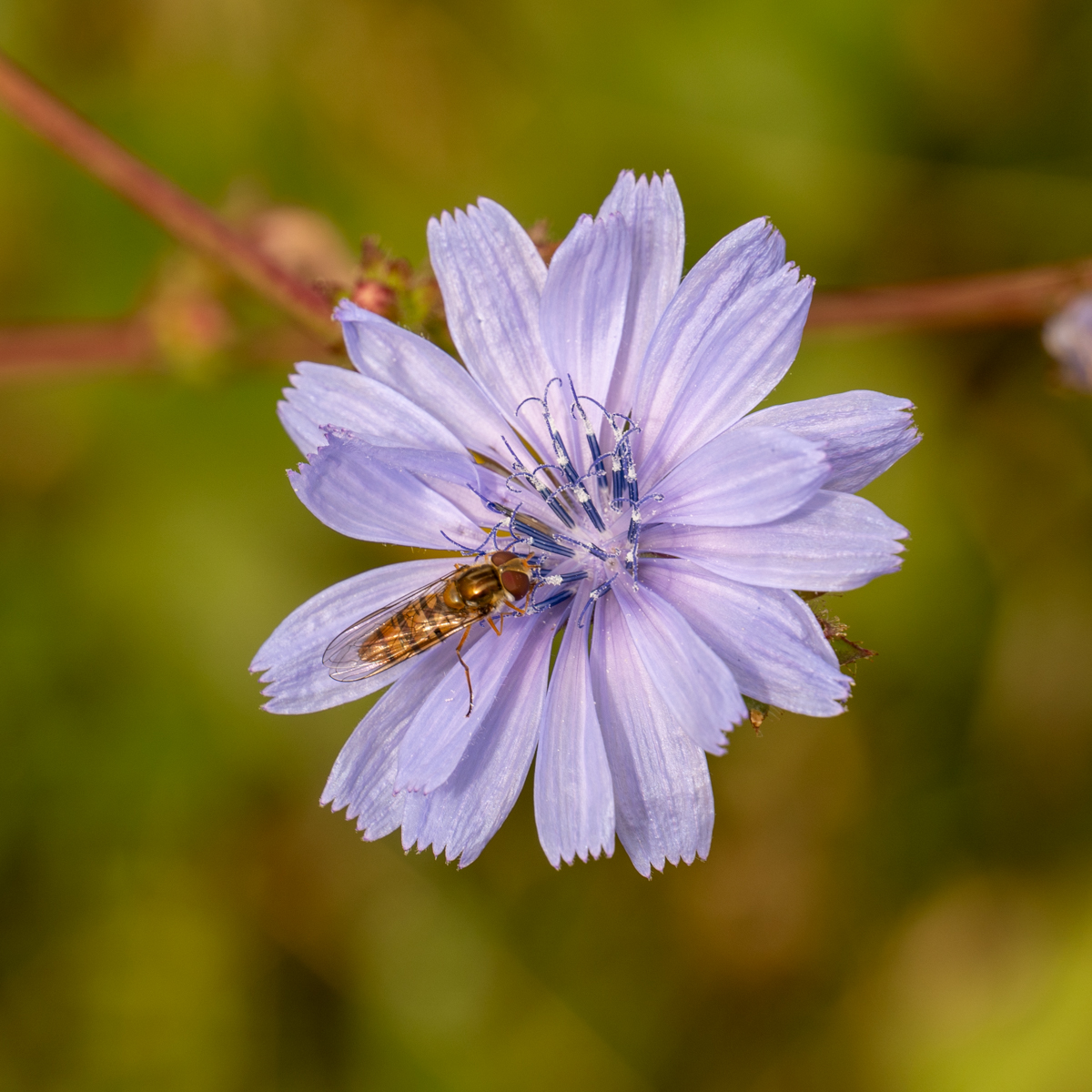 Photography by Chris Allington